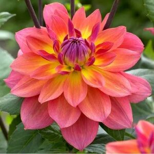 RESERVED! Do Not Buy! Spell Maisie Playdress Cream